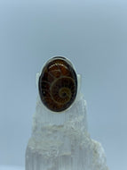 Ammonit Silberring